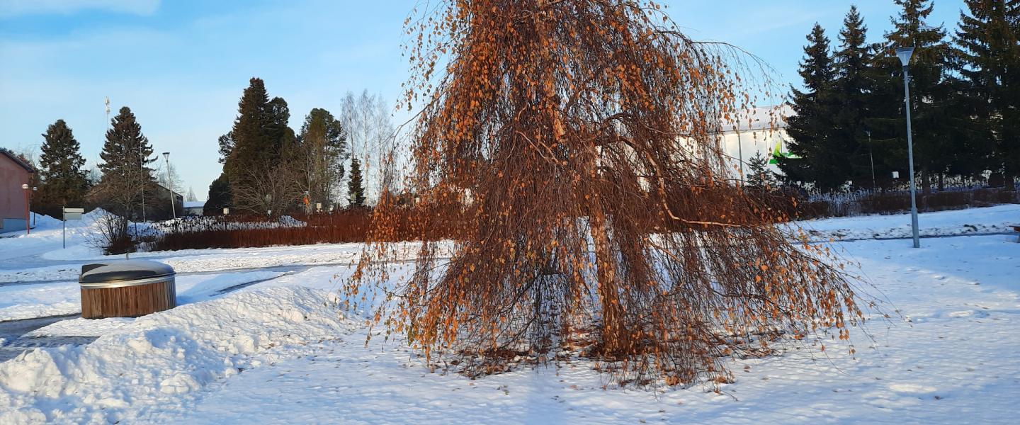 Lappajärvi talvikuva 5