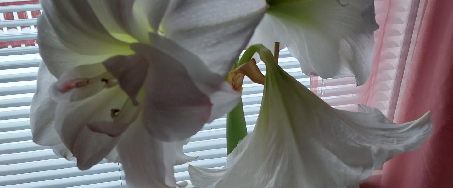 Amaryllis1
