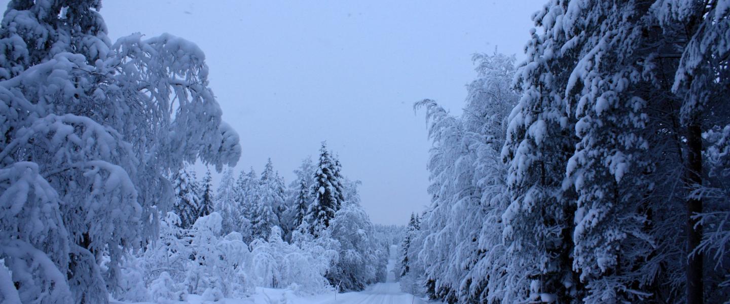 hiihtolatuja metsässä