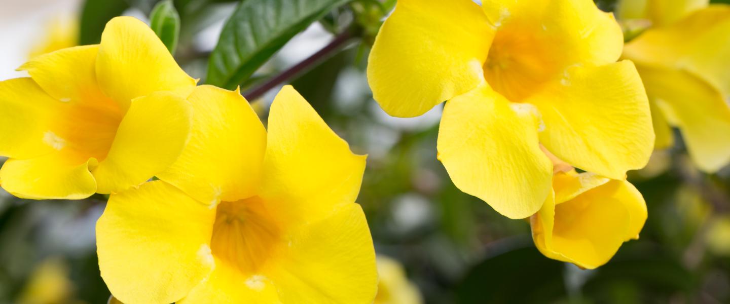 Kiiminki keltainen Ananda-kukka