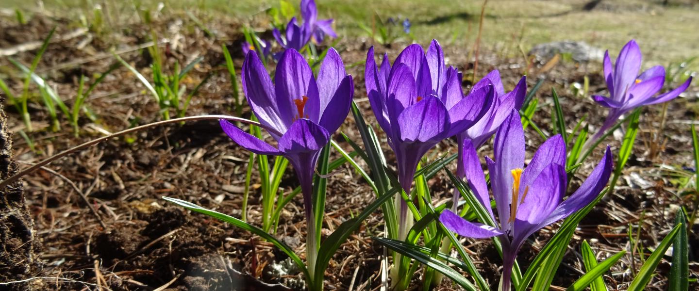violetit kukat keväällä