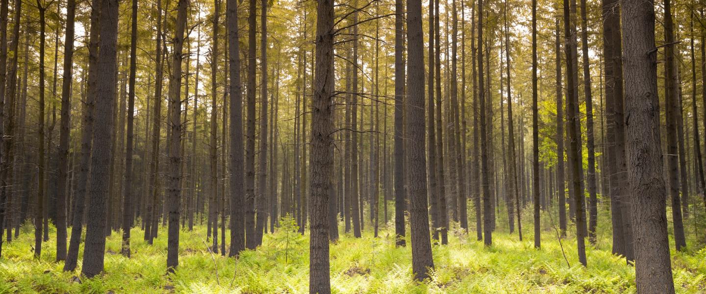 Mänty metsä luonti