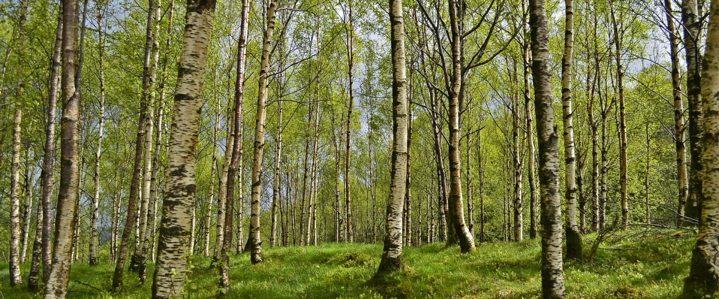 Metsä Alajärvi