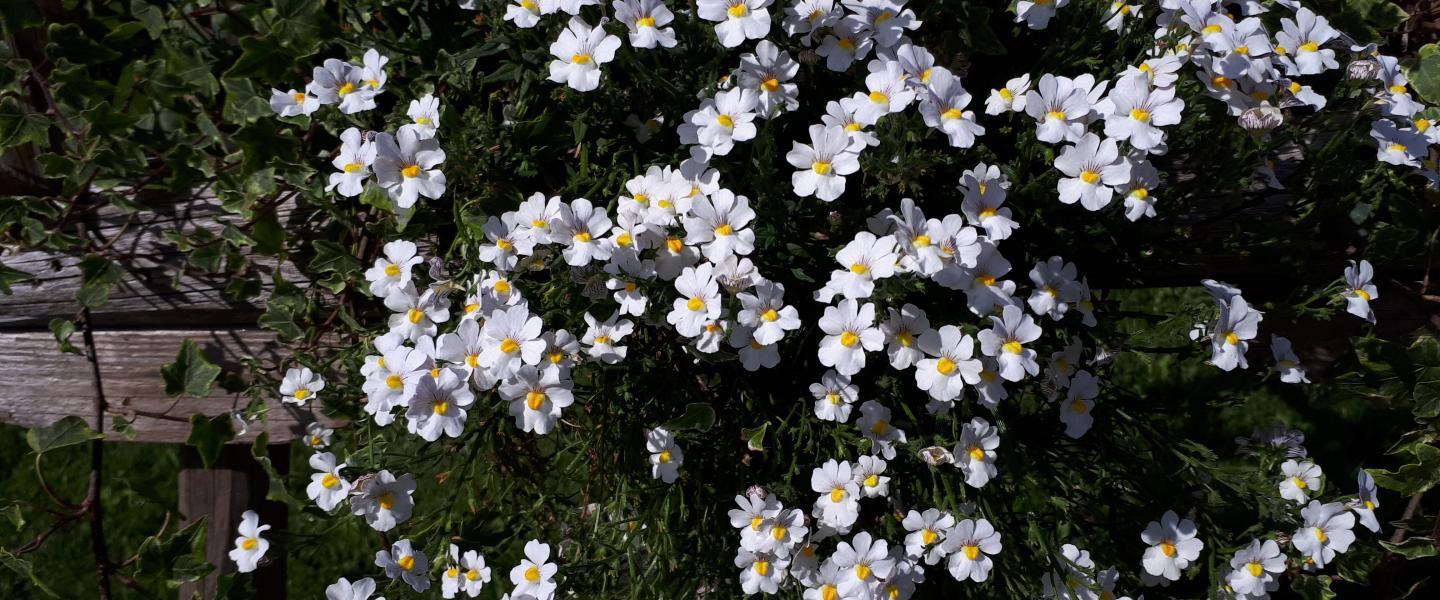 Pieney valkoiset kukat
