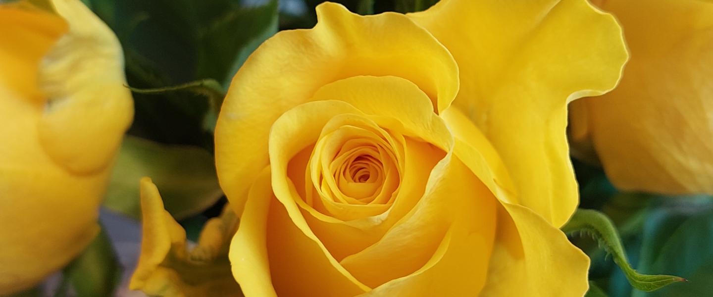 keltainen ruusu