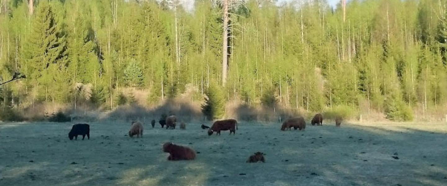Ylämaan karjaa Mäki-Laurilassa