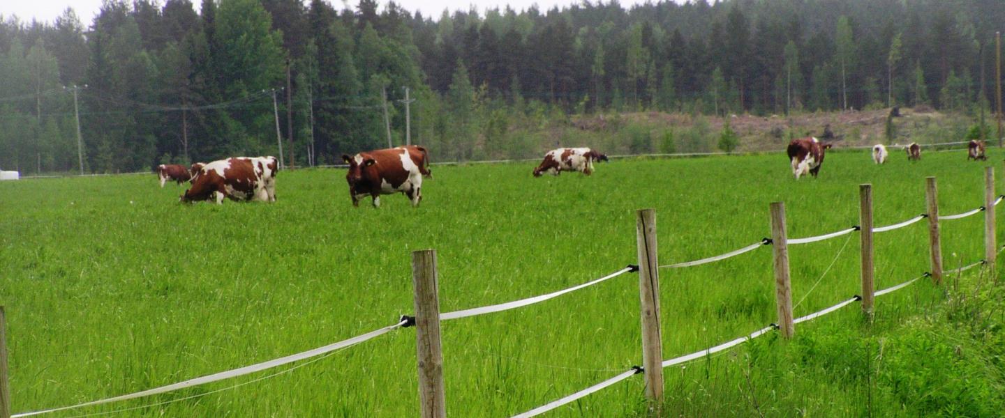 Kirjavat lehmät laiduntavat