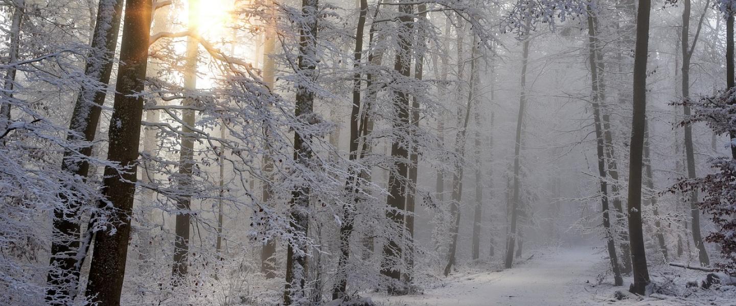 Joulukuinen maisema
