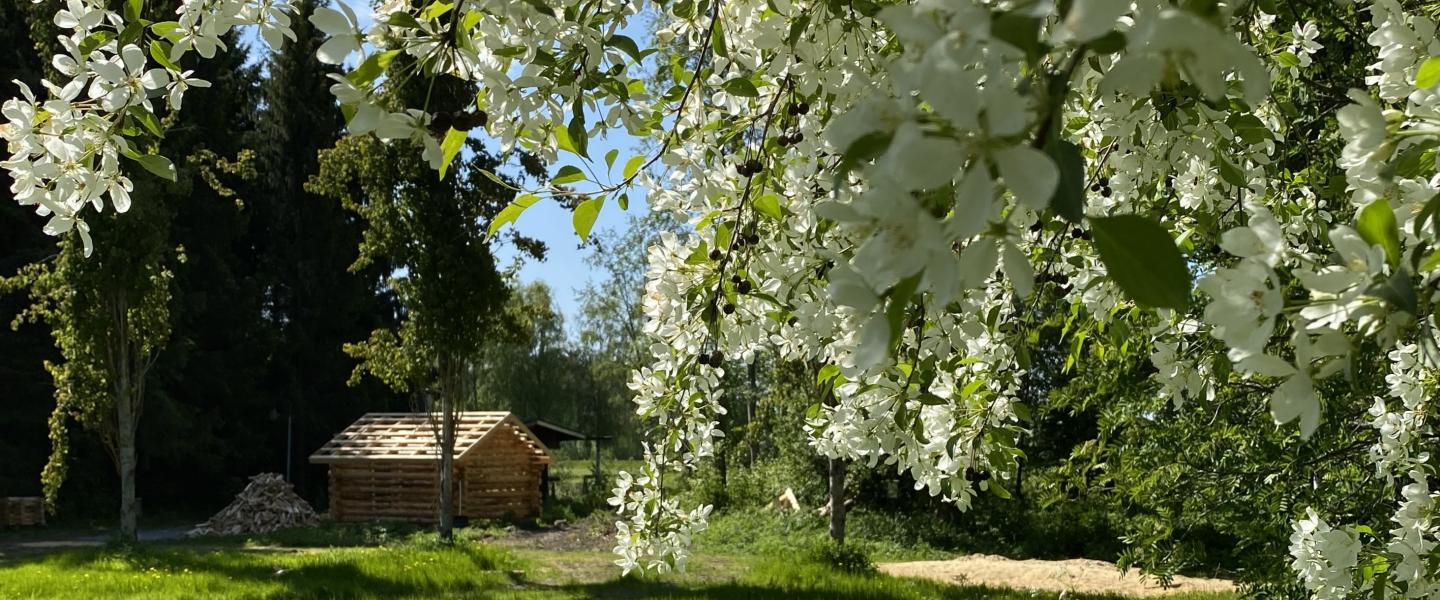 tuomet kukkii taustalla pieni mökki