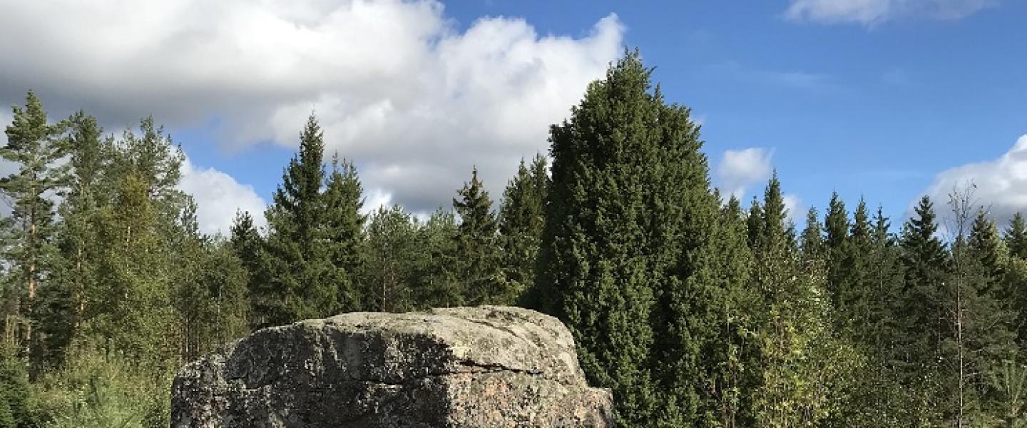 kivi