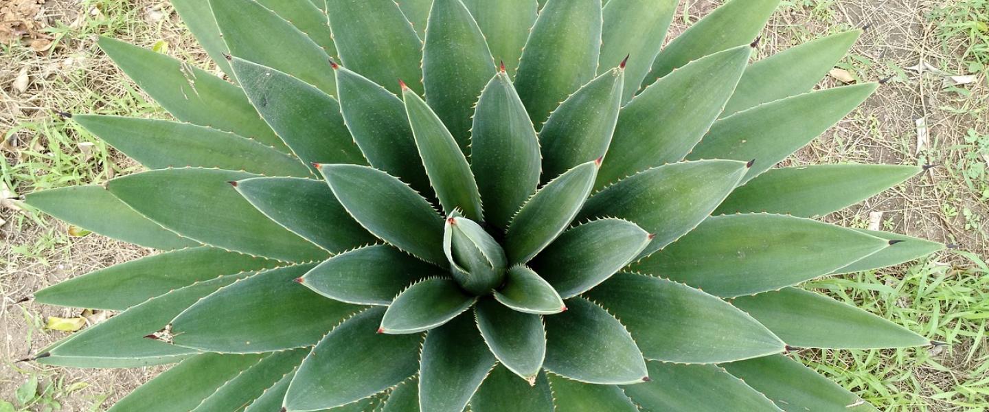Vihreä aloevera ylhäältä kuvattuna