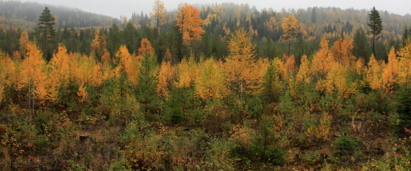 Syksy-ylikiiminki