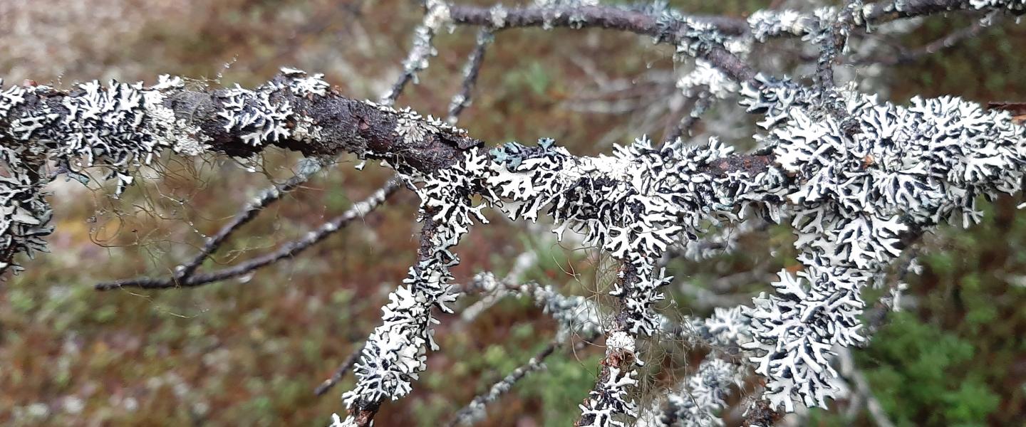 Enontekiön syystalven tapahtumia 24
