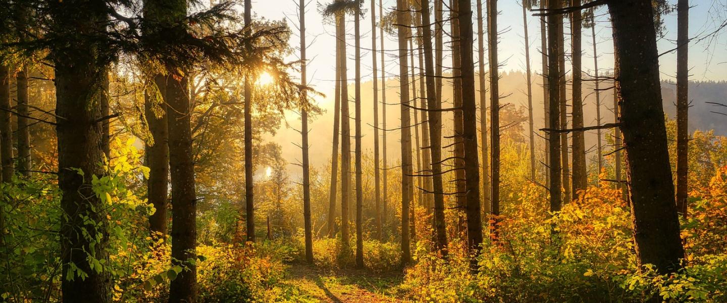 metsä
