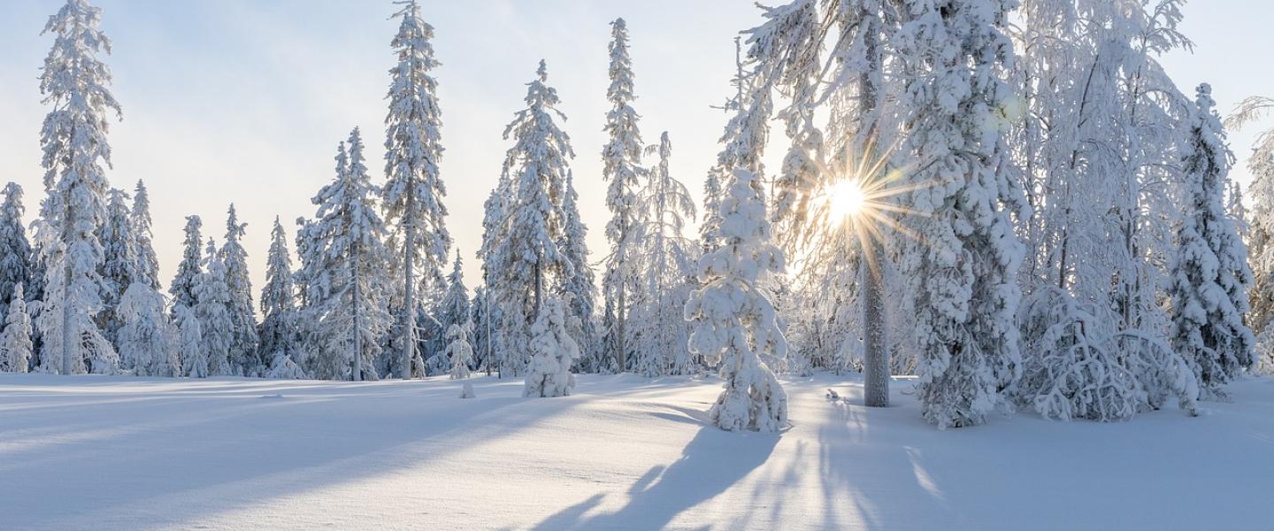 Talvi metsä maisema