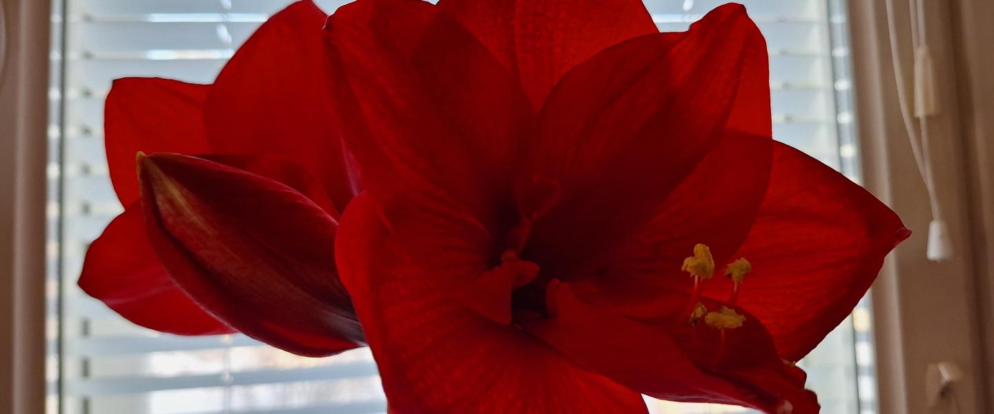 amaryllis 2024