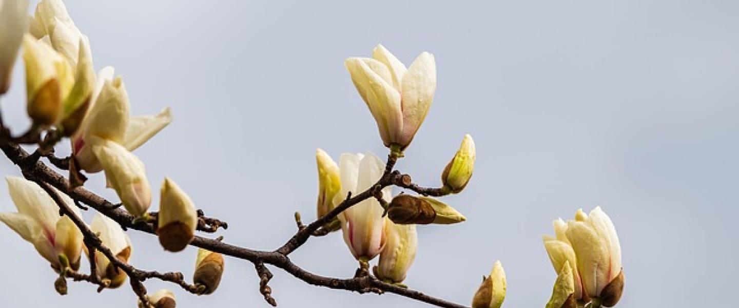 mangolian oksa
