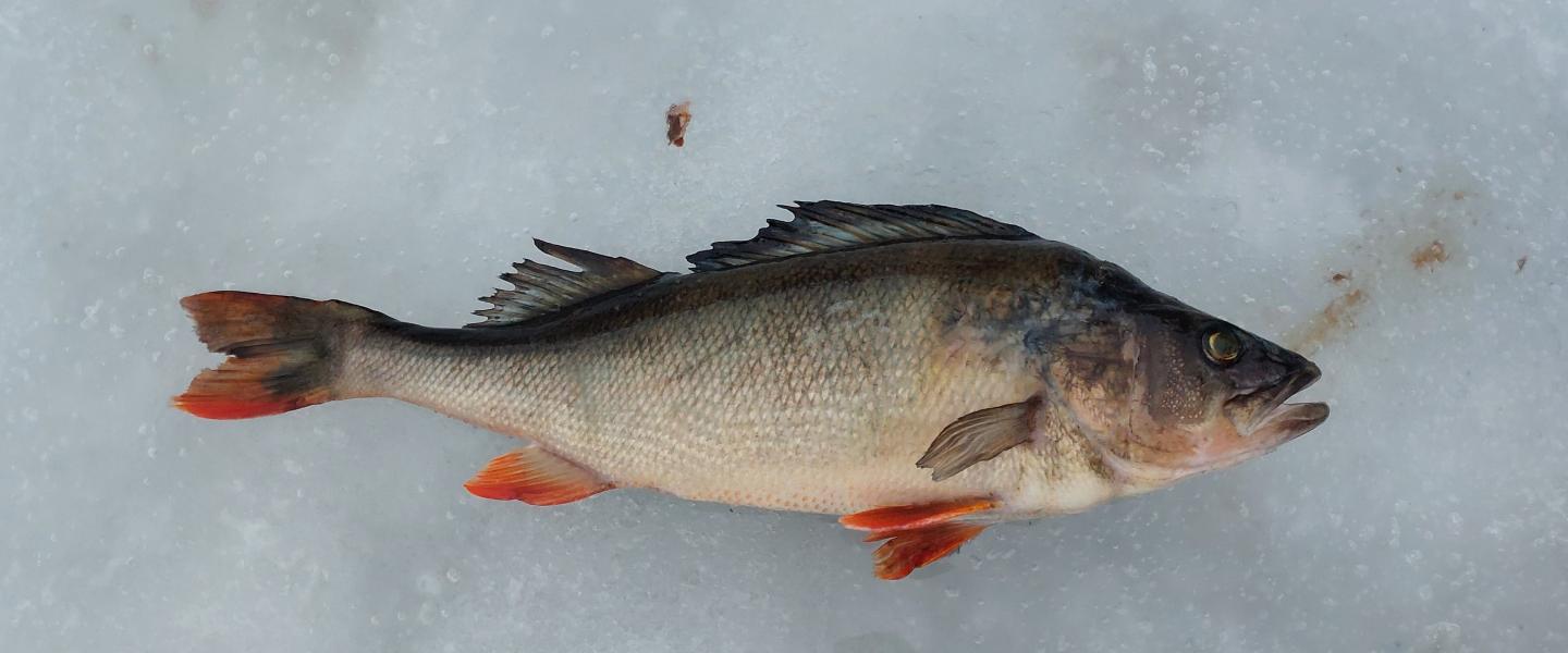 Kilpailukala