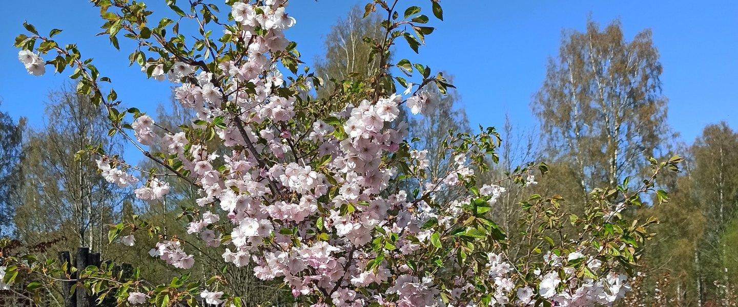 Kukkiva kirsikkapuu