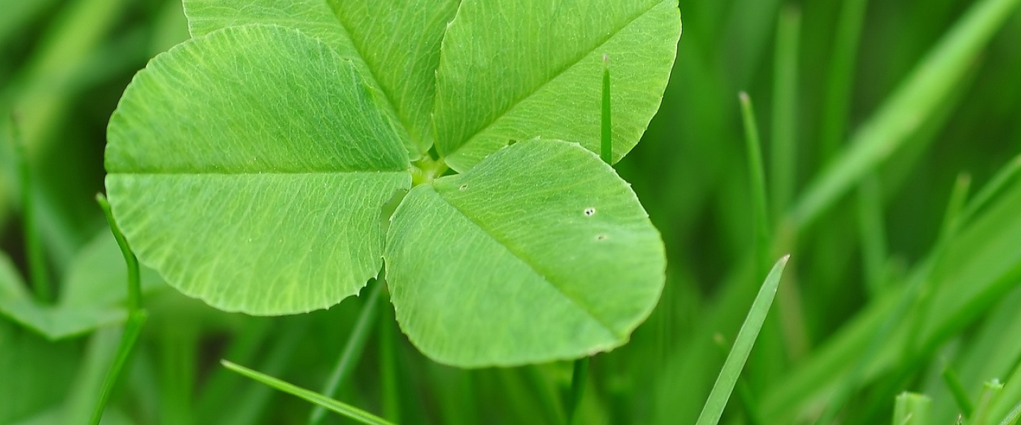 Neliapila
