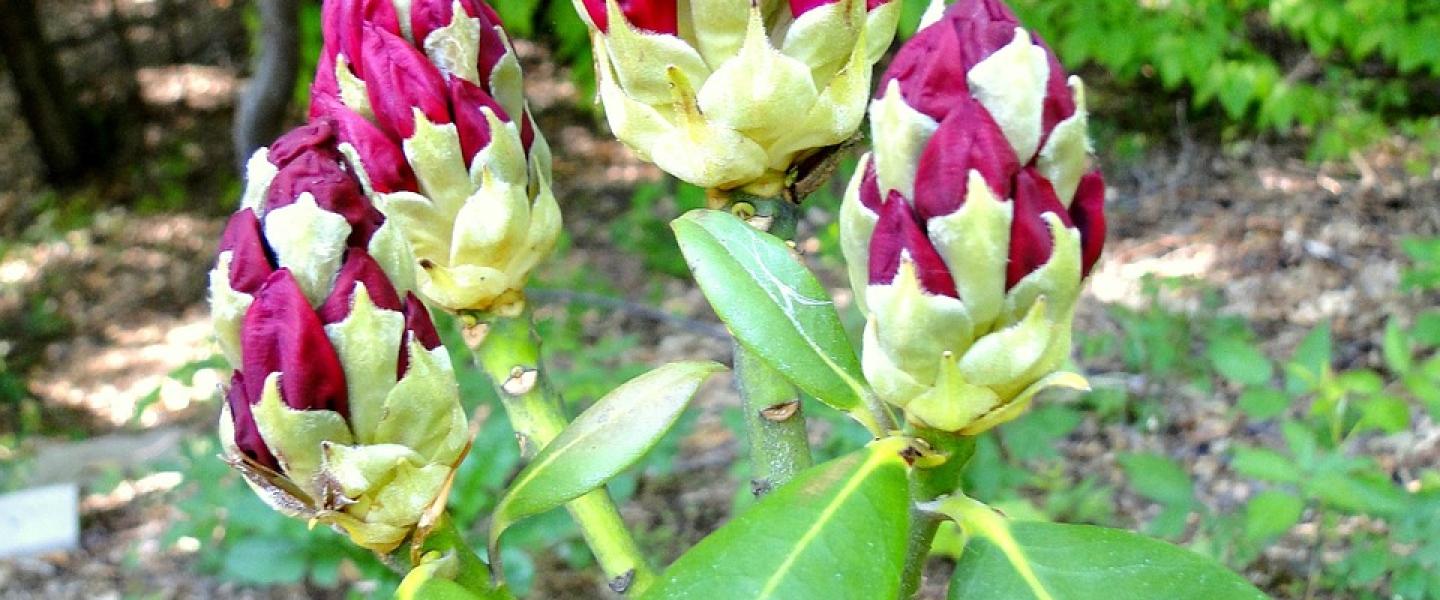 Rhodo Kouvola