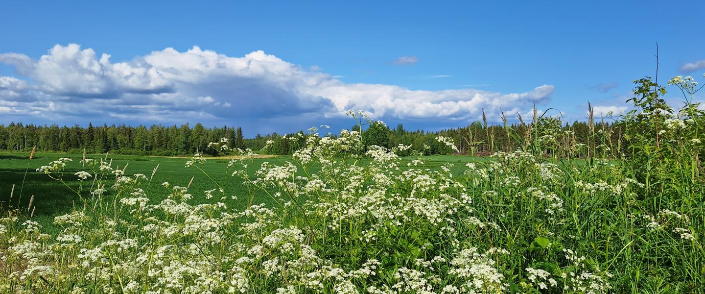 aurinkoinen koiranputkipiennar