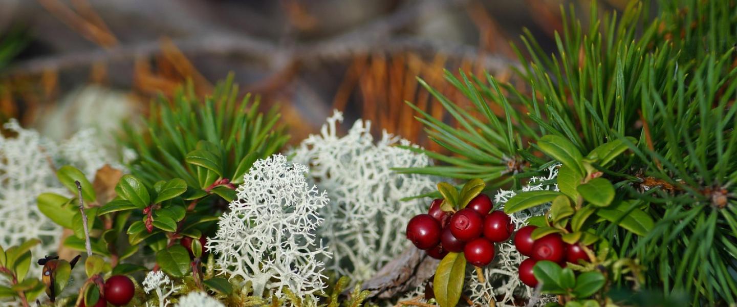 Metsä puolukka jäkälä