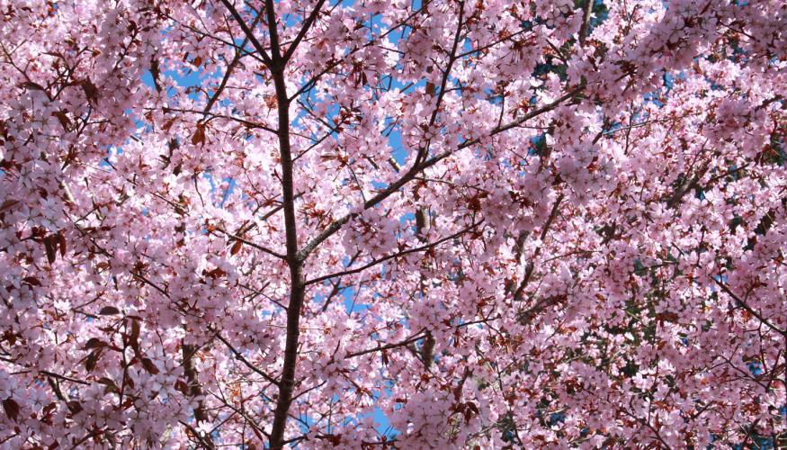 Täydessä kukassa olevan Koristekirsikkapuun oksia taivasta vasten.
