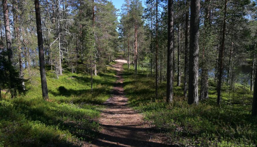 Metsäpolku