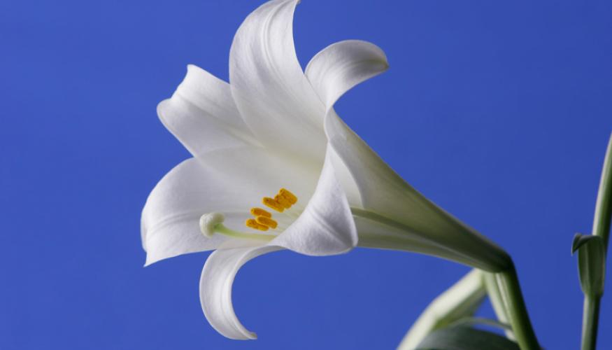 Snisellä pohjalla kaunis valkoinen liljan kukka