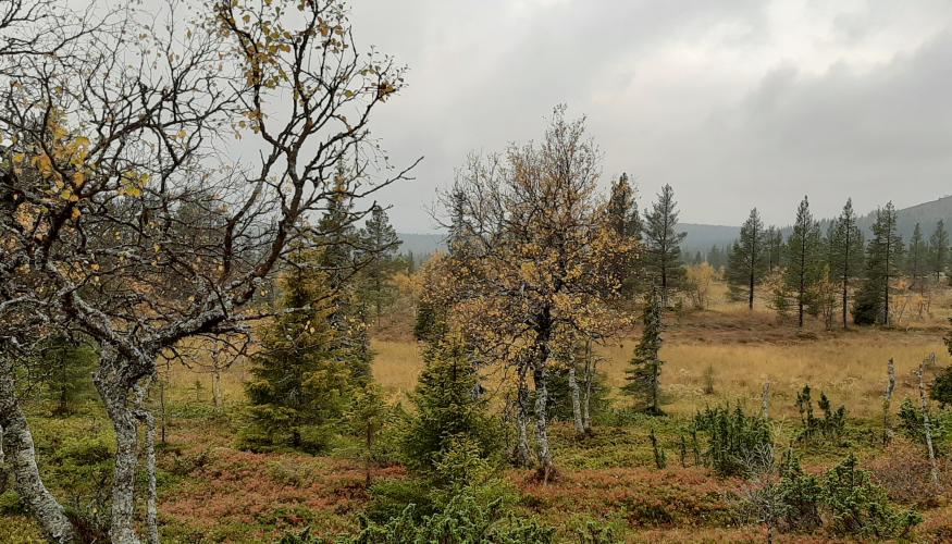 Ruskamatka