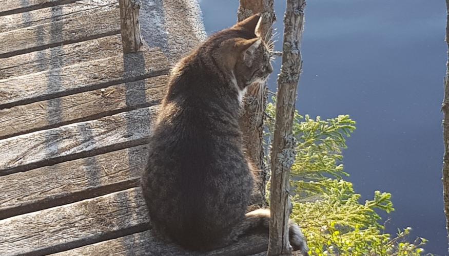 kissa