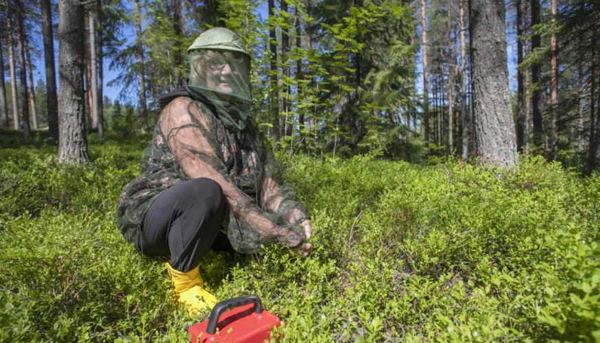 Metsämarjanpoimintahaaste