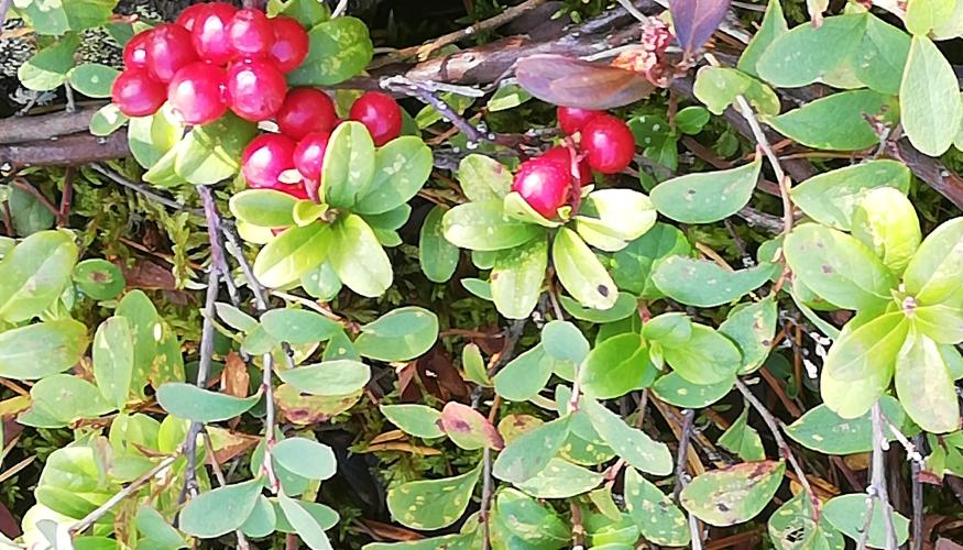 punaisia puolukoita metsässä