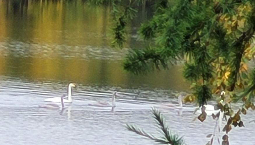 Kesä joutsenet poikineen