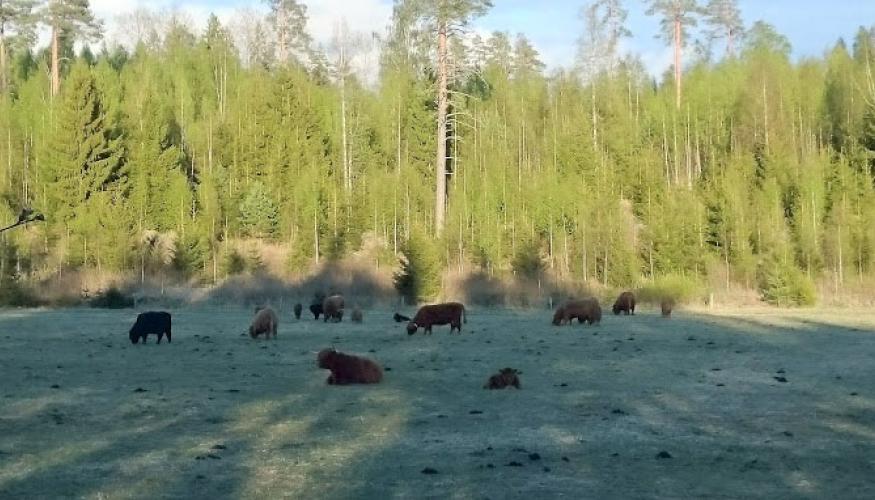 Ylämaan karjaa Mäki-Laurilassa