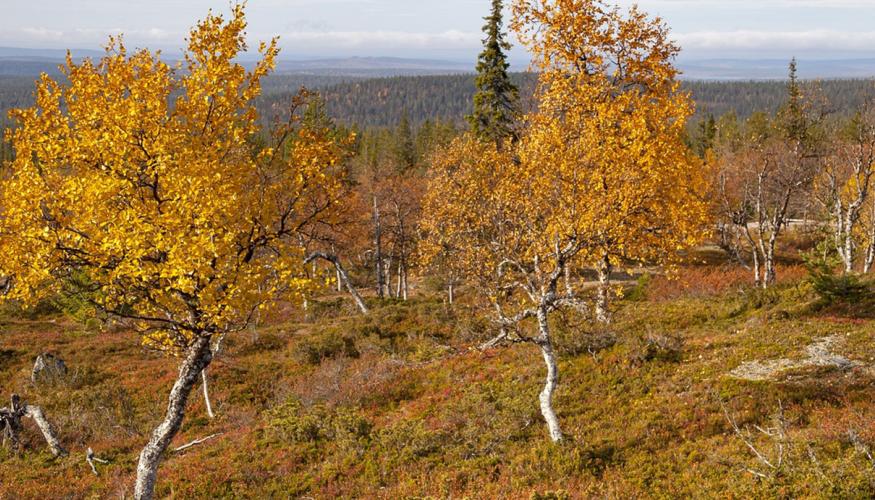 ruska